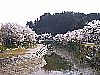 今出川・北須川の桜並木 石川町